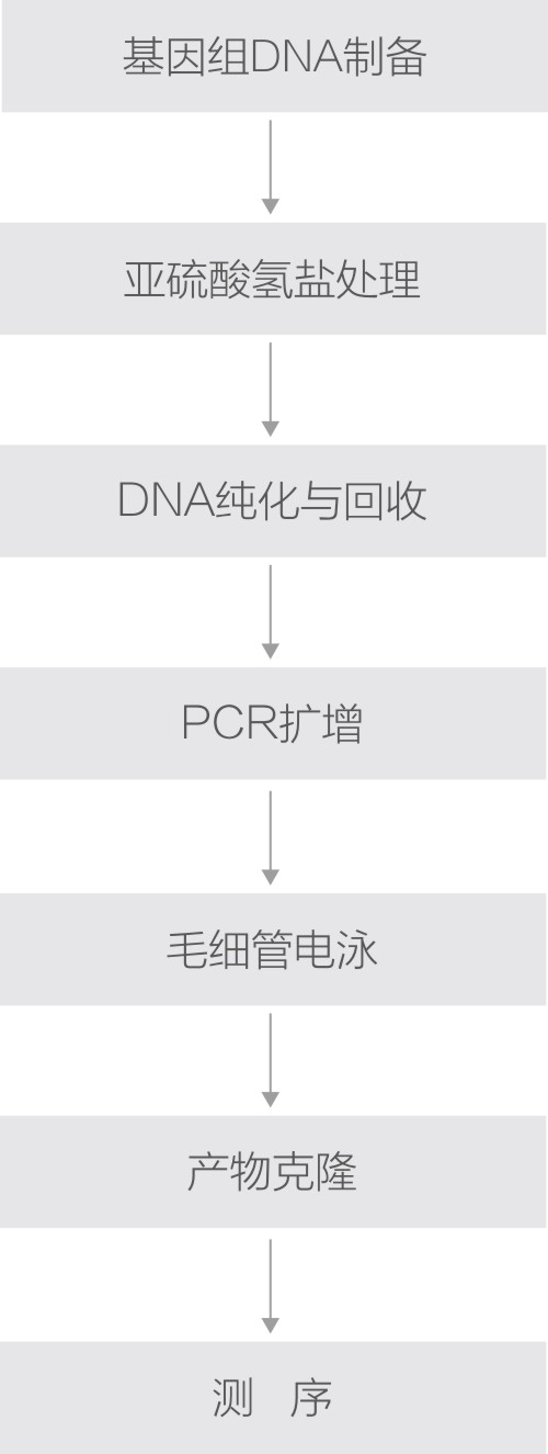 DNA甲基化技术路线.jpg